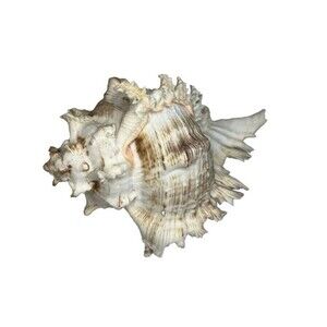 Murex Ramosus Large Seashell Thorn Horn Shell Beach Coastal 7.25 Inches